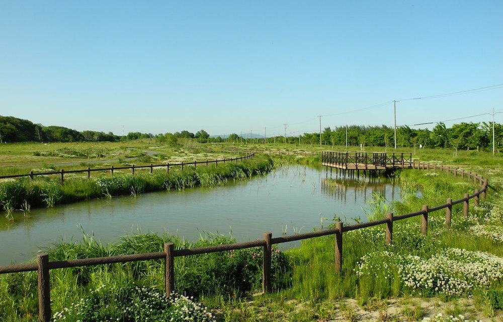 あいの里公園の風景