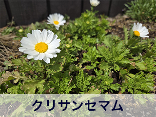 四宮造園 弊社の中庭