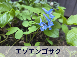 四宮造園 弊社の前庭