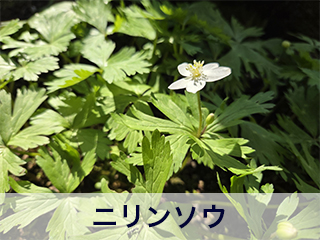 四宮造園 弊社の前庭