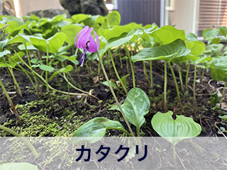 四宮造園 弊社の前庭