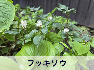 四宮造園 弊社の前庭
