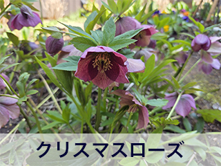 四宮造園 弊社の前庭