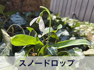 四宮造園 弊社の前庭