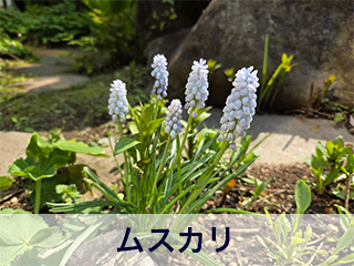 四宮造園 弊社の前庭