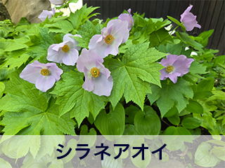 四宮造園 弊社の前庭
