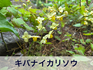 四宮造園 弊社の前庭