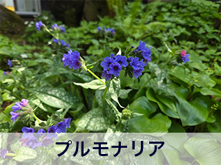 四宮造園 弊社の前庭