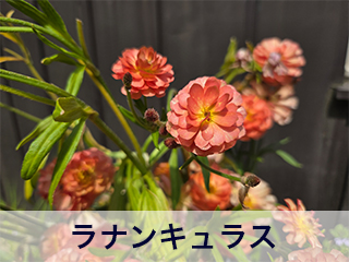 四宮造園 弊社の前庭