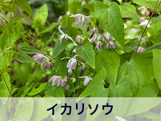 四宮造園 弊社の前庭