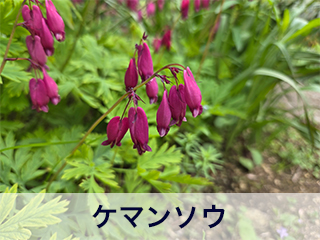 四宮造園 弊社の前庭