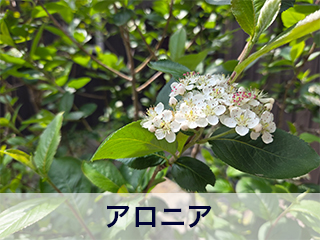 四宮造園 弊社の前庭