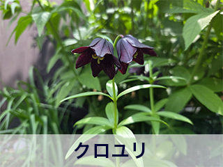 四宮造園 弊社の前庭