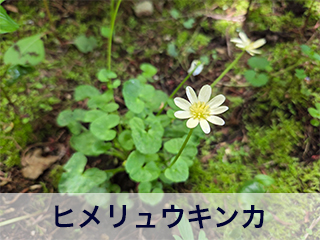 四宮造園 弊社の前庭