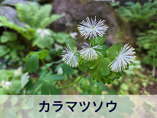 四宮造園 弊社の前庭