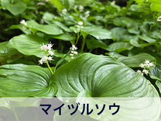 四宮造園 弊社の前庭