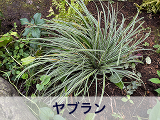 四宮造園 弊社の中庭