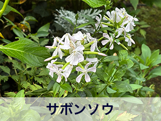 四宮造園 弊社の中庭