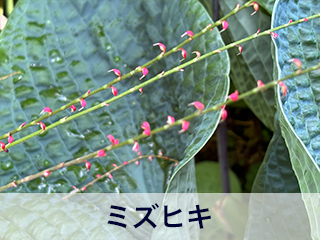 四宮造園 弊社の中庭