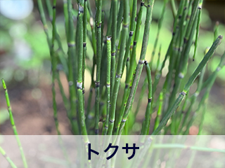 四宮造園 弊社の中庭