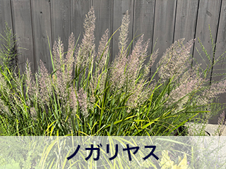 四宮造園 弊社の前庭