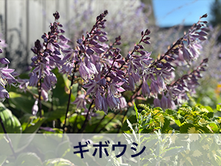 四宮造園 弊社の前庭