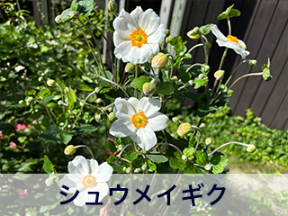 四宮造園 弊社の中庭