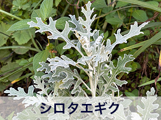 四宮造園 弊社の中庭