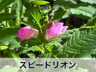 四宮造園 弊社の中庭