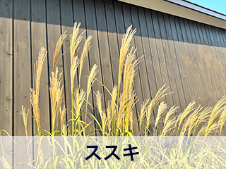 四宮造園 弊社の前庭