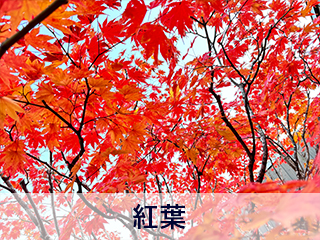 四宮造園 弊社の中庭