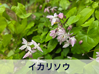 四宮造園 弊社の前庭