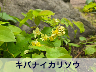 四宮造園 弊社の前庭