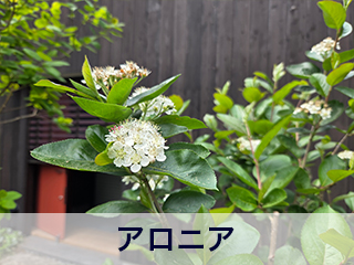 四宮造園 弊社の前庭
