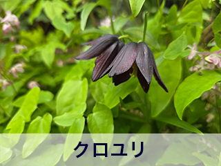 四宮造園 弊社の前庭