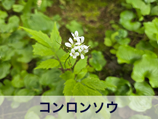 四宮造園 弊社の前庭