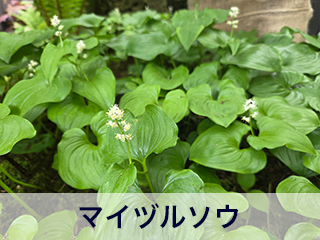 四宮造園 弊社の前庭