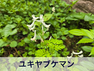四宮造園 弊社の前庭
