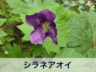 四宮造園 弊社の前庭
