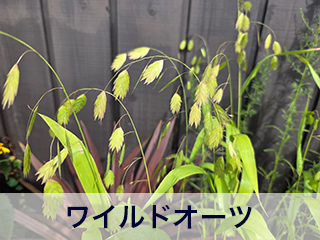四宮造園 弊社の前庭