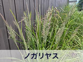 四宮造園 弊社の前庭
