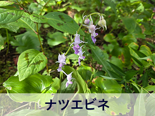 四宮造園 弊社の中庭