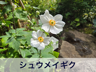 四宮造園 弊社の中庭