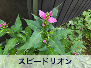 四宮造園 弊社の中庭
