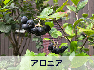 四宮造園 弊社の中庭